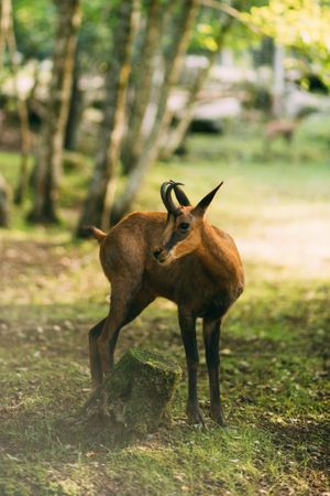 Young gazelle standing in forest