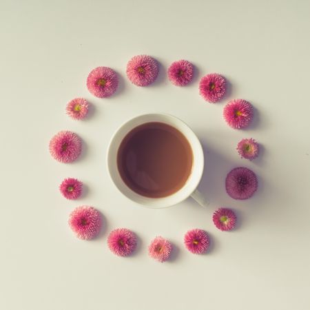 Circle of pink English daisy flowers with coffee cup on table