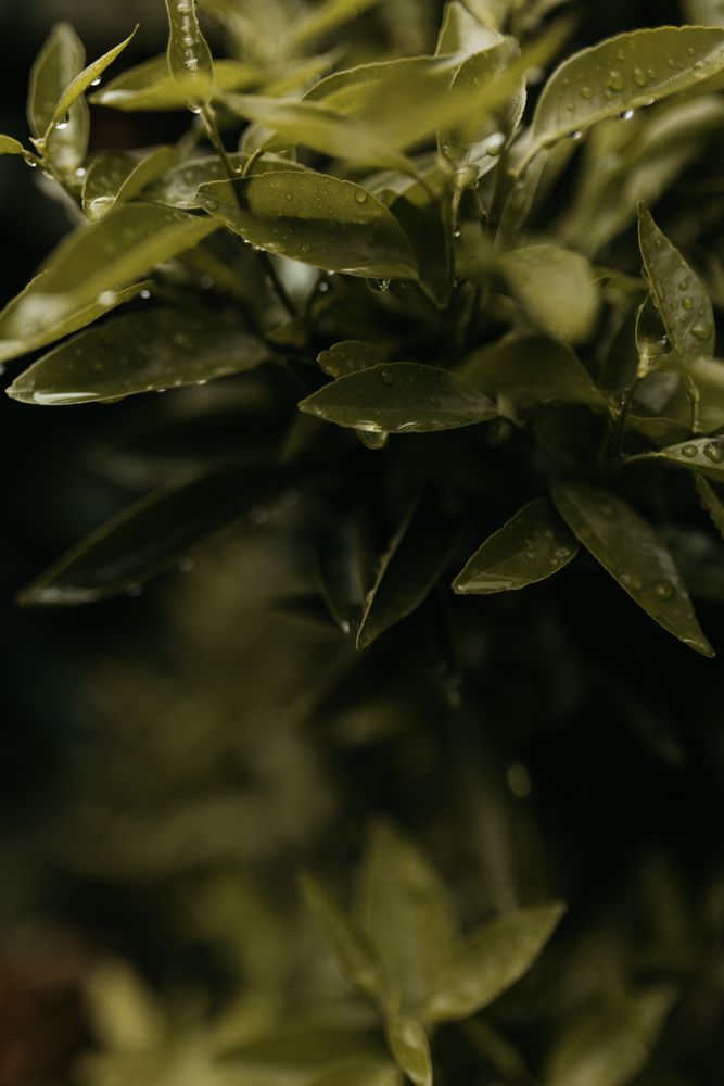 Wet green plant in garden