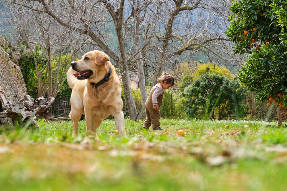 Labrador Retriever on lawn against little boy