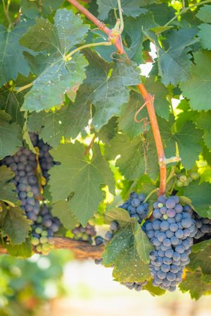 Vineyard with Lush, Ripe Wine Grapes on the Vine Ready for Harvest