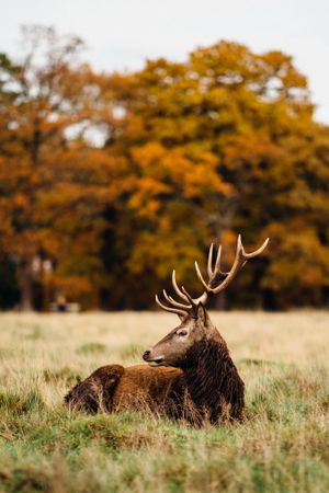 Brown elk on green grass field