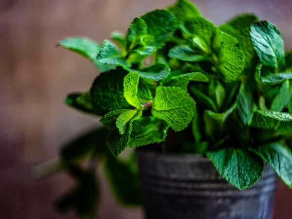 Organic mint leaves growing in pot