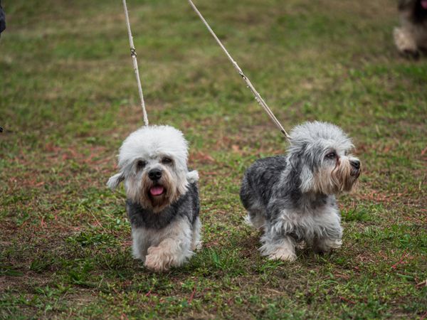 Beautiful dogs at an outdoor dog show.
