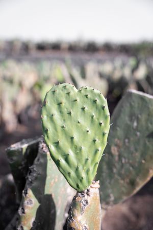 Close up of a nopal tuna with shaped like a heart during a sunrise