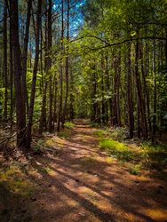 A trek in the Virginian pines