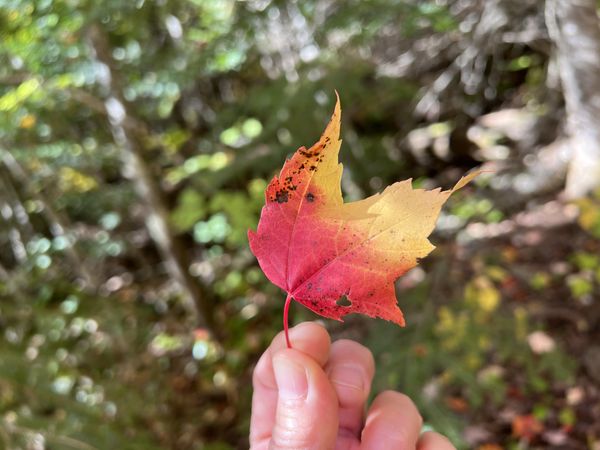 Holding a maple leaf on the Superior Hiking Trail in Lutsen, Minnesota