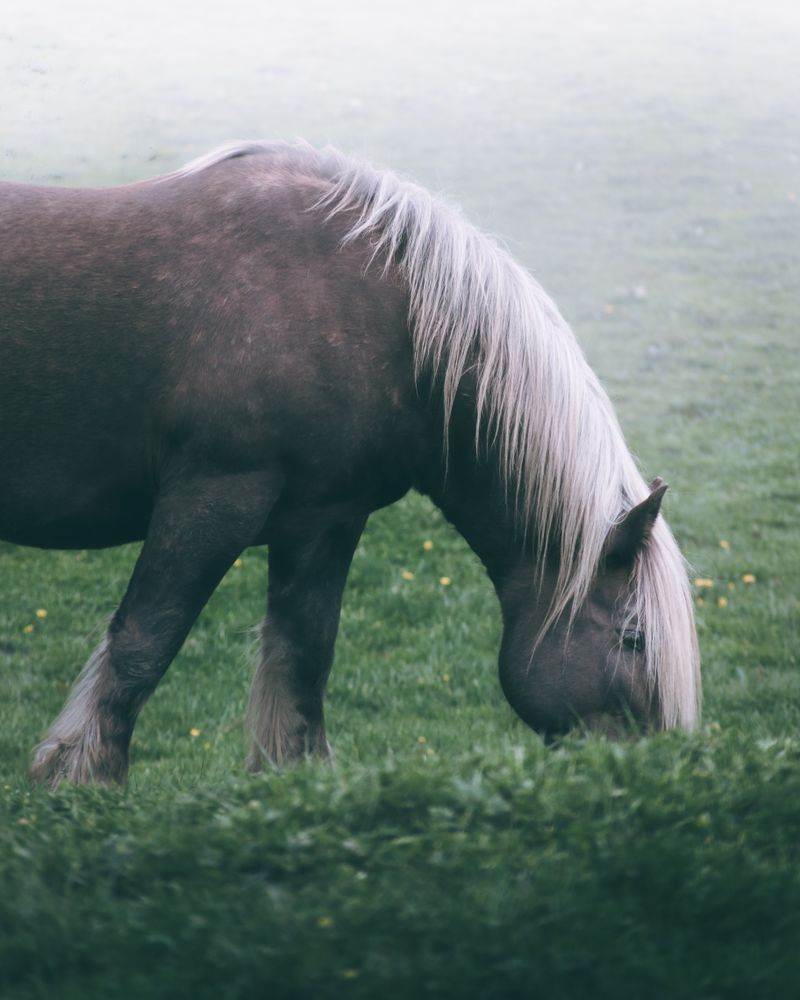 Chestnut horse standing in countryside