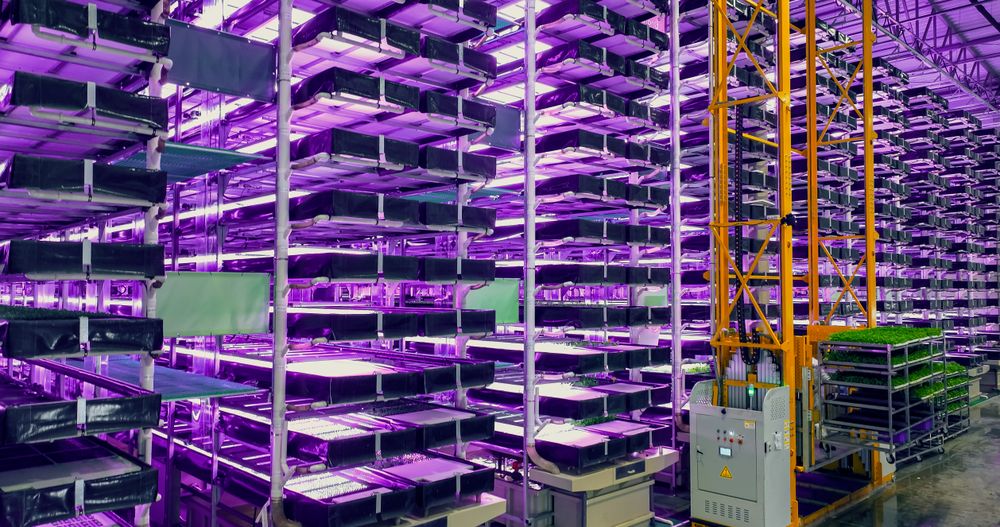 Modern Vertical Farm with Multiple Rows and Layers of Eco-Friendly Plants Growing Under Artificial LED Sunlight.