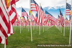 Field of Veterans Day American Flags Waving in the Breeze. 426jPm