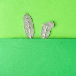 Bunny rabbit ears made of natural green leaves on green background