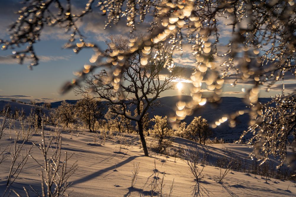 Sunset on snow covered trees under blue sky