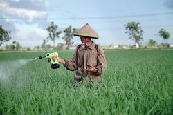Front view of older Asian farmer spraying rice green field