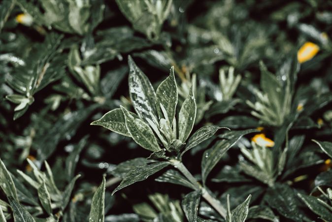 Green Foliage With Water Droplets On Leaves After Rain In A Dense Forest