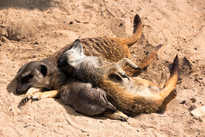 Meerkats