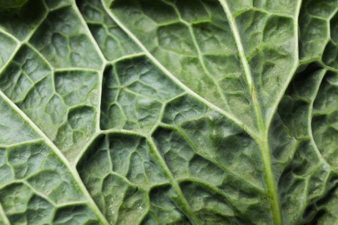 Cabbage texture on plain background, close up