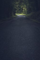 Empty road in dense green forest
