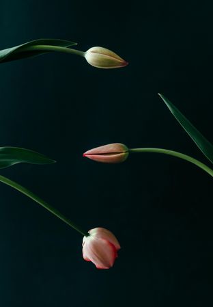 Three red tulip flowers on in different stages of opening on dark background