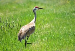 Side view of greater sandhill crane 5oA28b