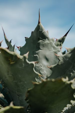 Spiky fresh succulent leaves