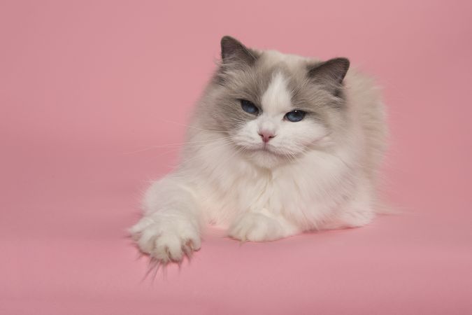 Ragdoll cat lying down with blue eyes looking  at the camera on a pink background