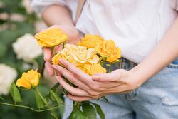 Yellow Chinese rose in a woman's hands. Background flowers