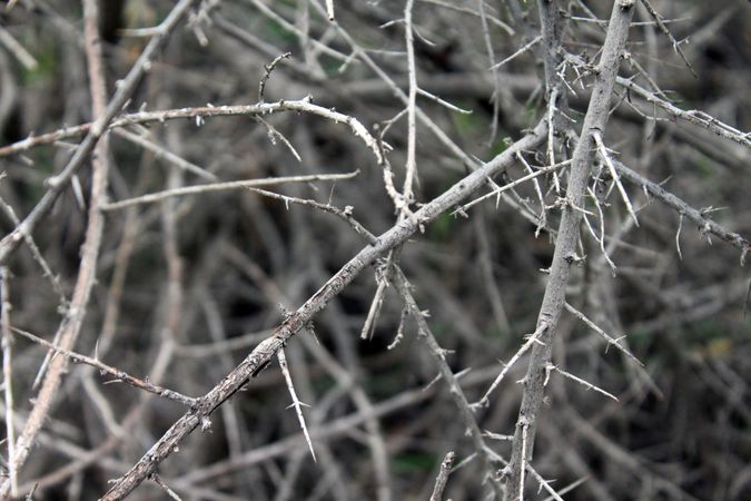 Close up of dry thorny branches wild in nature