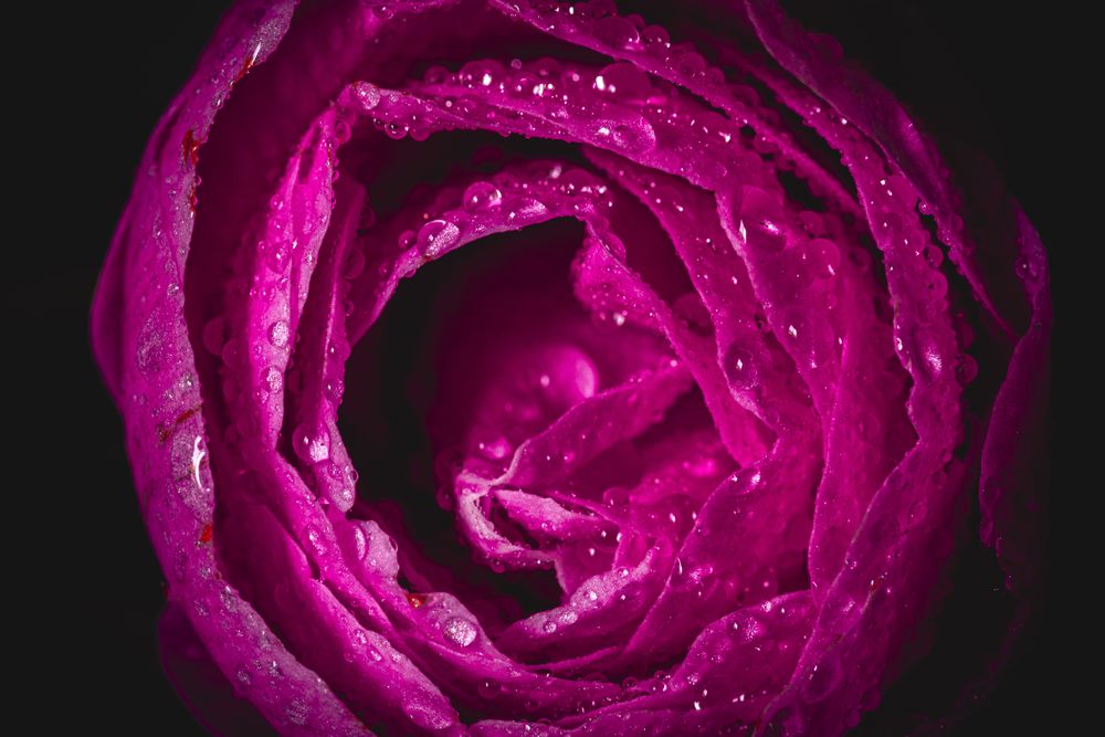 Close up of center of pink camellia flower with dew in dark studio