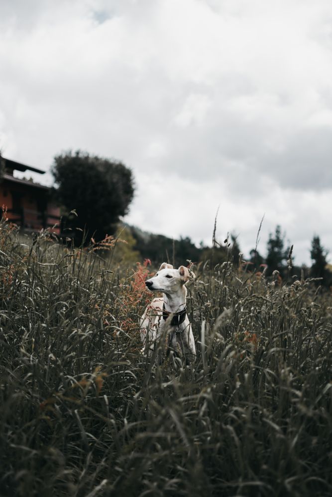 Amazing Spanish greyhound on grass of forest