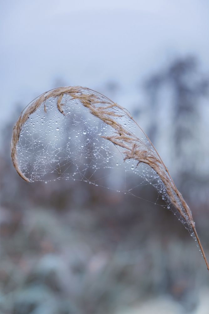 Close up of dried plant with spider web and dew