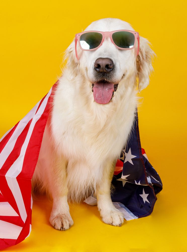 dog in glasses covered with American flag