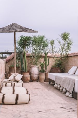 Plants and sofa on terrace