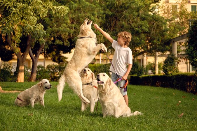 Child playing with dogs in park