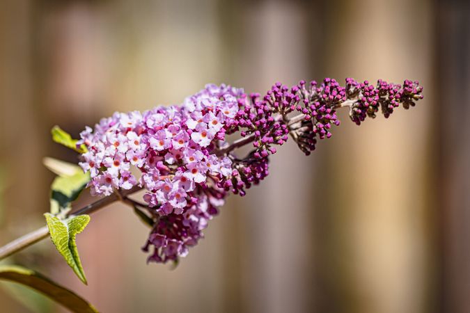 Butterfly bush flowers growing in the sun with selective focus
