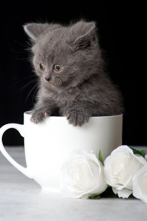 Russian blue kitten in a tea cup