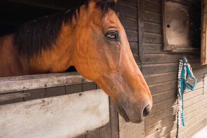 Brown horse in wooden stable