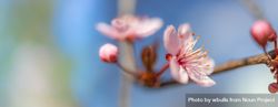 Wide, close up shot of two cherry blossom flower on branch bx8Rvb