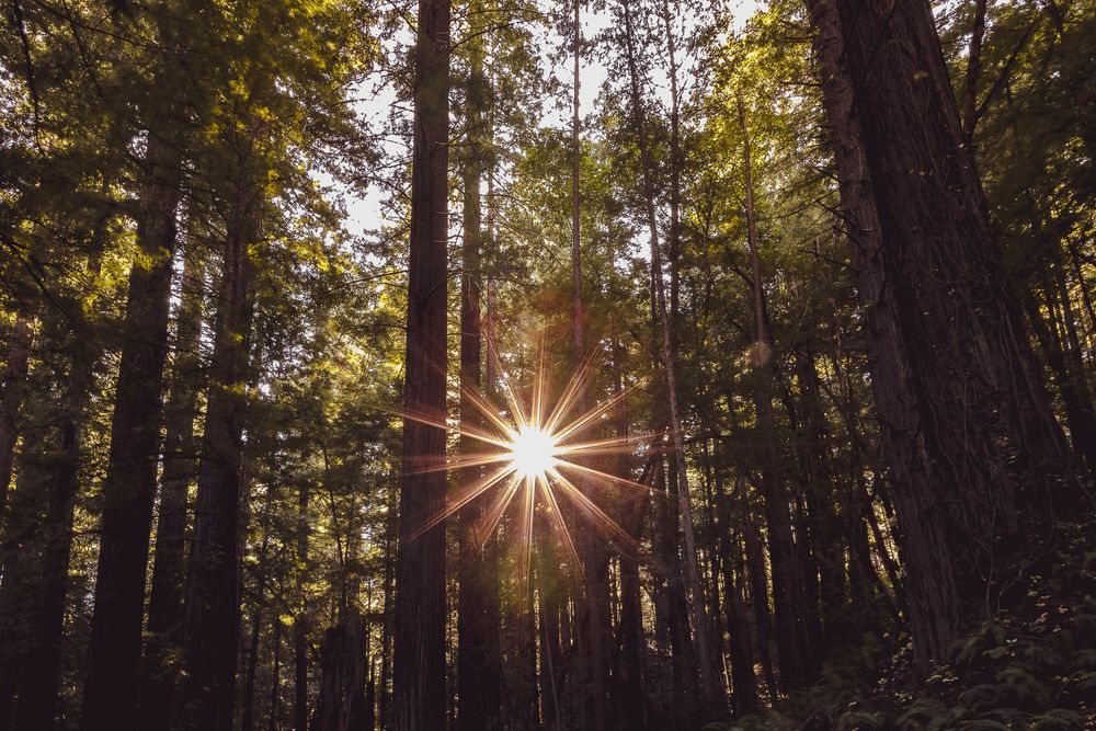 Sunflare coming through tall forest trees