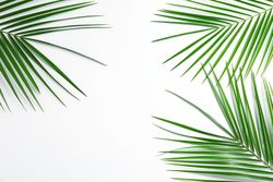 Beautiful palm leaves on plain background, top view and space for text. Exotic plant