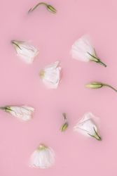 Summer scene with rose flowers submerged in pink milk