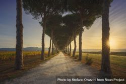 Bolgheri pine tree lined road and vineyards at sunrise, Tuscany, Italy, Europe 5lVEG6