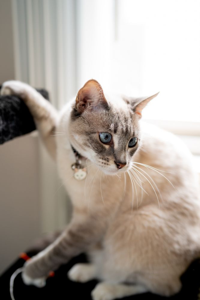 Portrait of cat sitting on cat perch