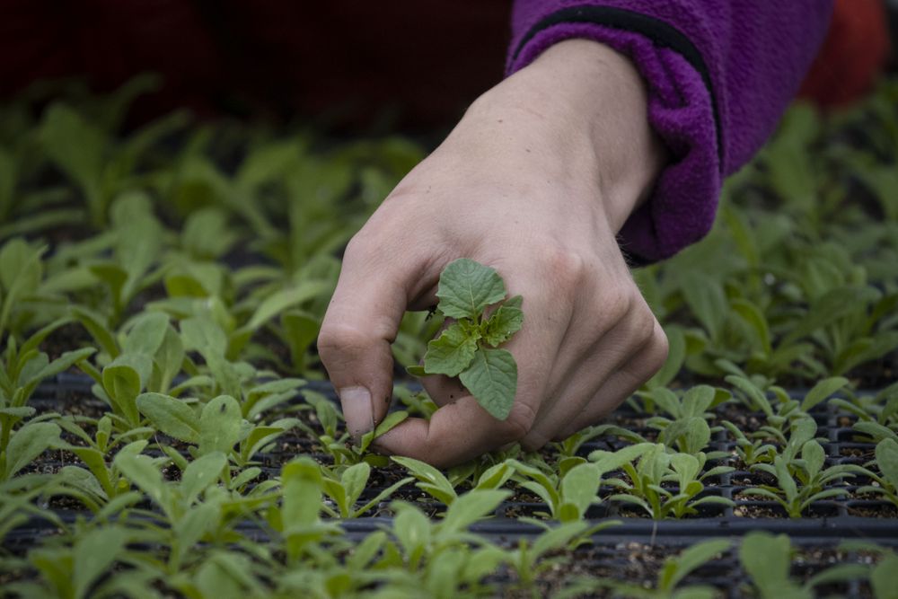 Copake, New York - May 19, 2022: Female hand with small plants in greenhouse