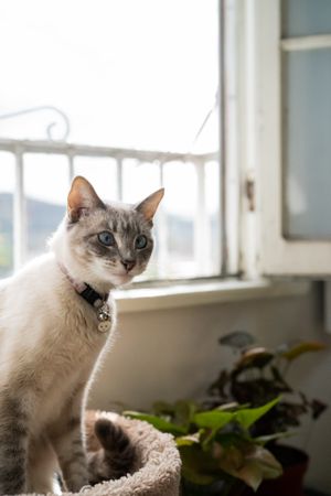 Kitty with blue eyes sitting in front of window