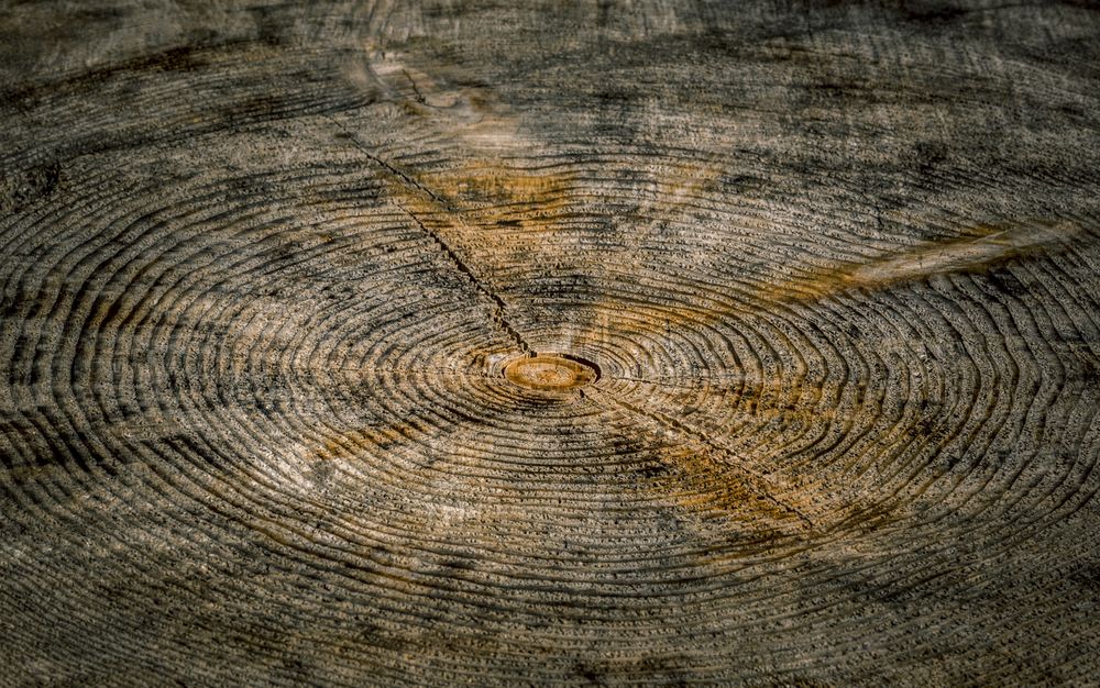 Inside tree background