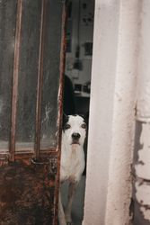 Old lonely dog looking through opened house door