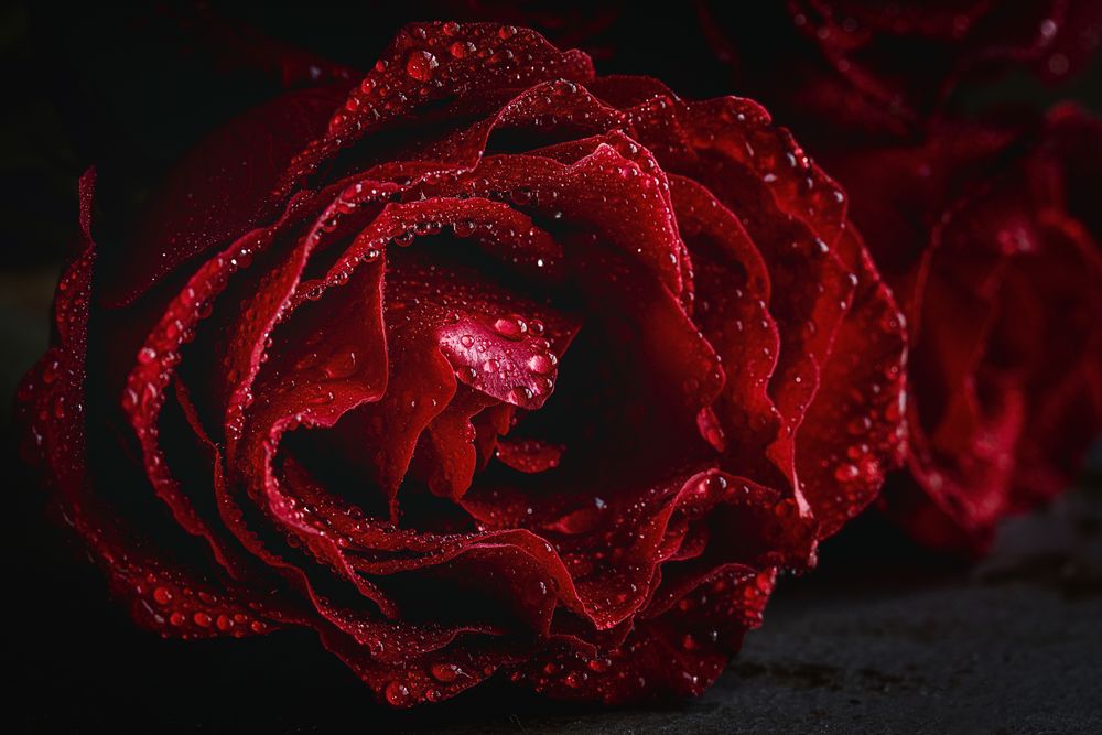 Red roses with dark background