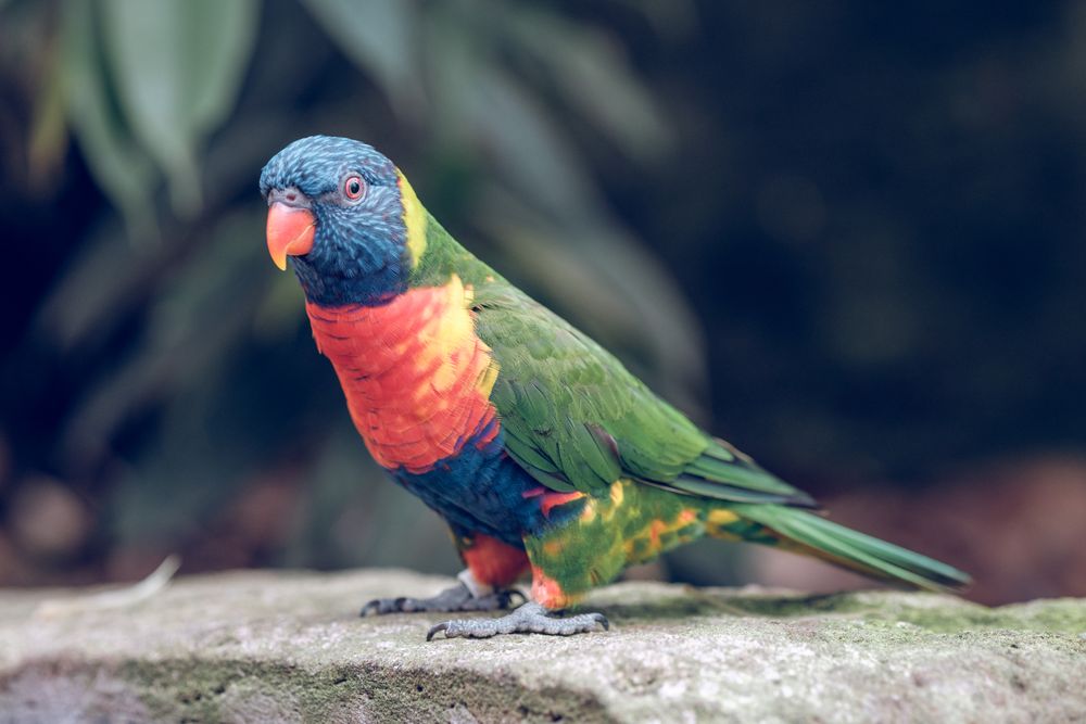 Exotic colorful parrot in nature