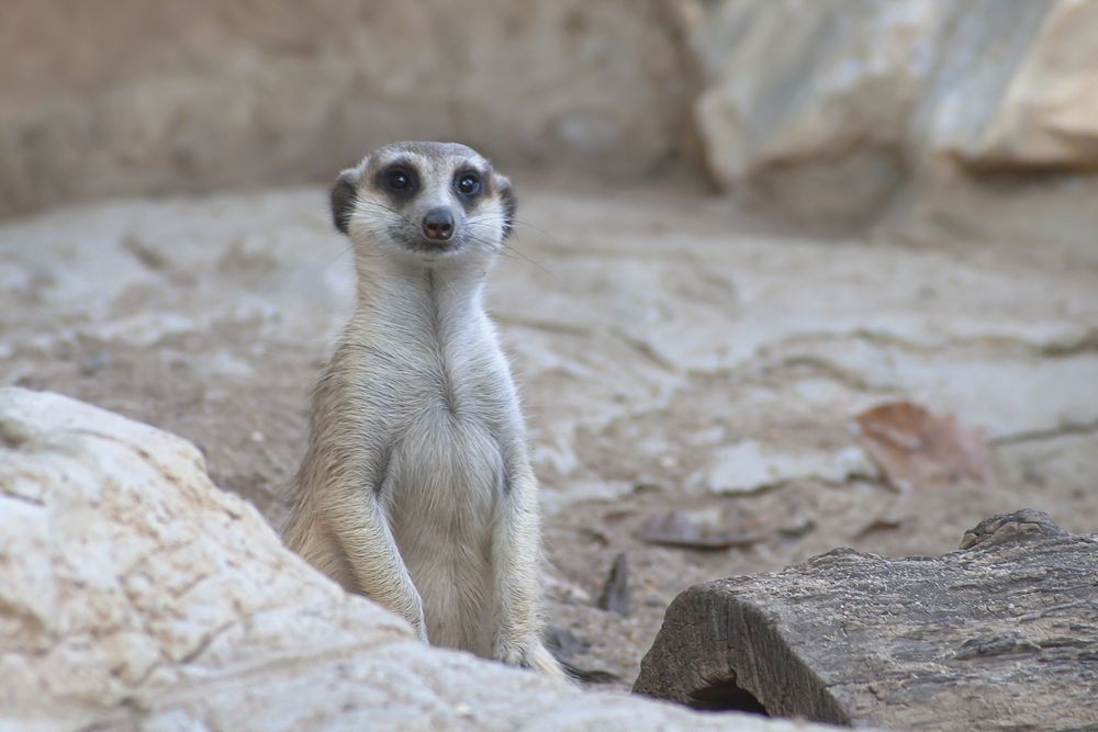 Cute meerkat is sitting on beige rock.