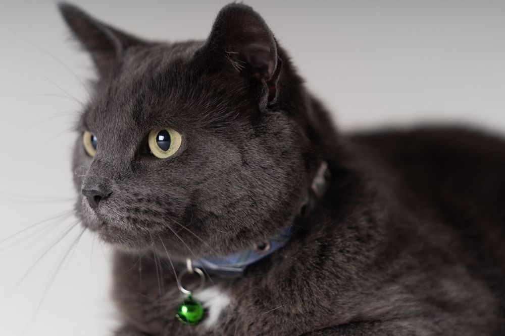 Cute cat with collar in studio shoot